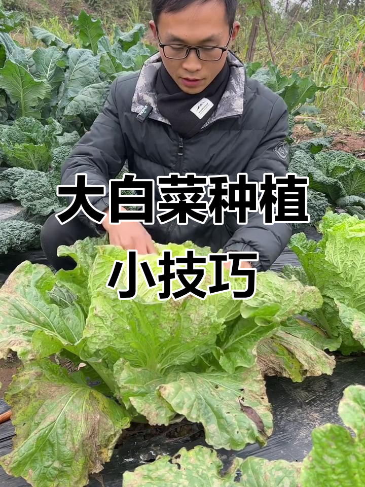 第一次种火凤凰大白菜,结果竟然这样!