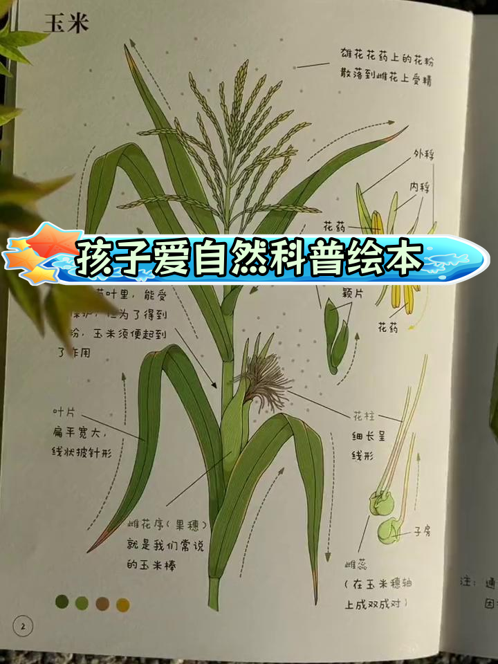 培养孩子对自然的热爱与认知,探索水果蔬菜的奥秘
