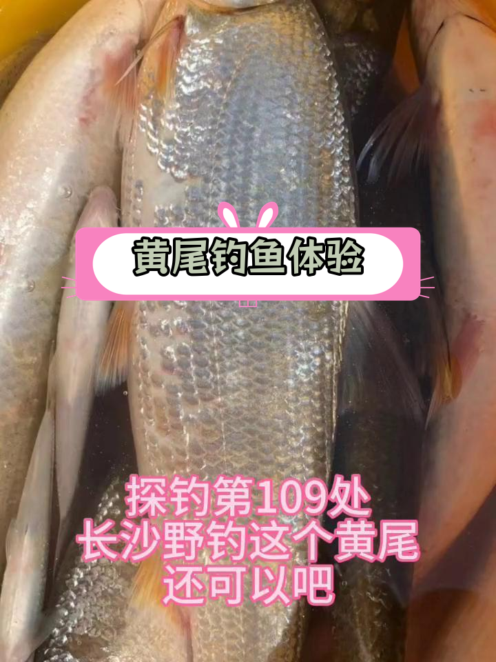 长沙野钓探秘:黄尾鱼与特殊种类