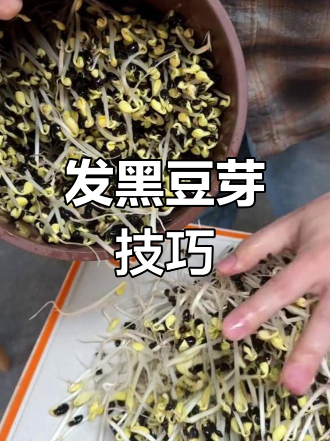 黑豆芽发法大揭秘,轻松做出又肥又嫩的豆芽