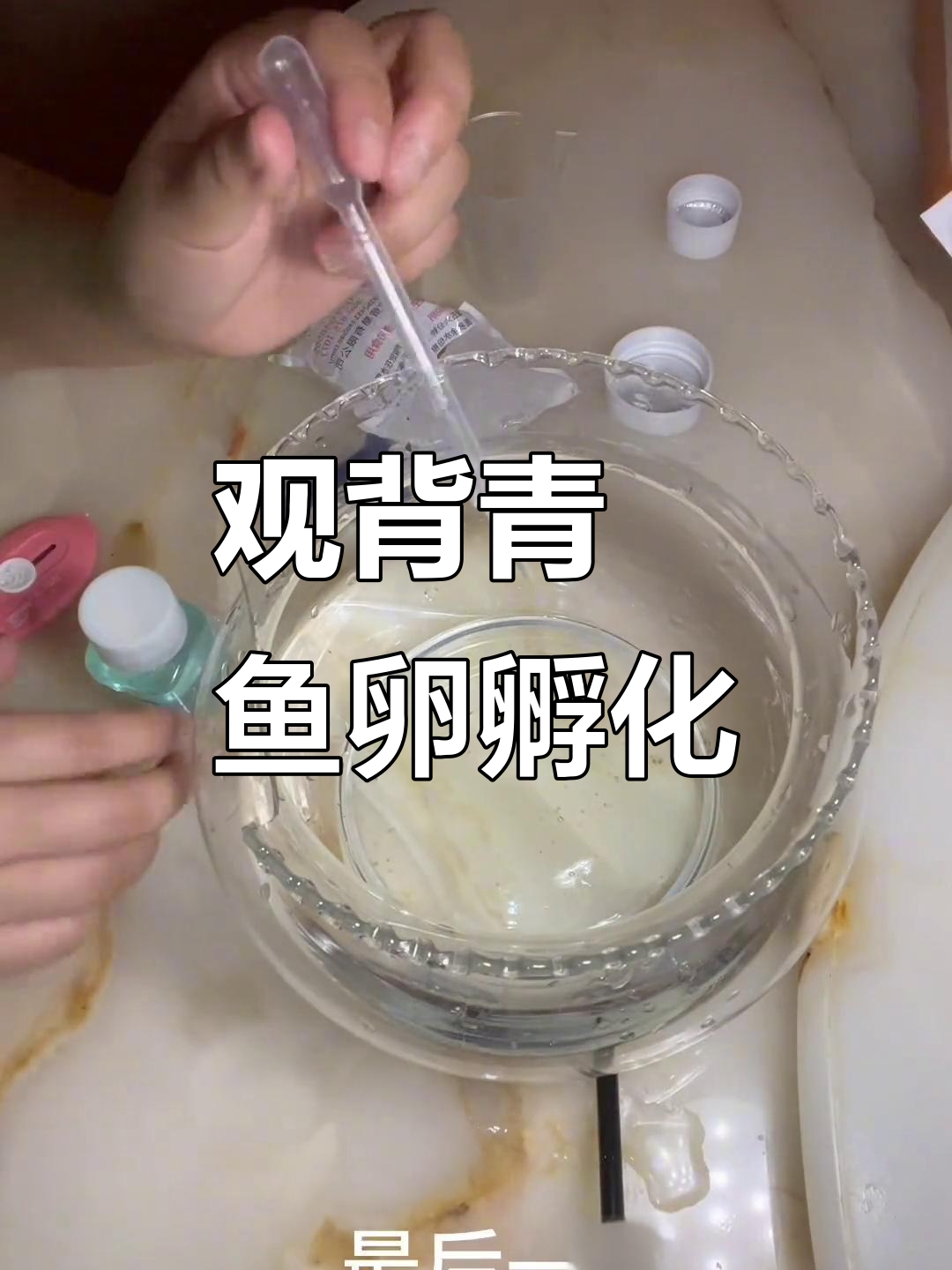 鱼卵孵化大作战,六十颗随机品种等你来揭秘