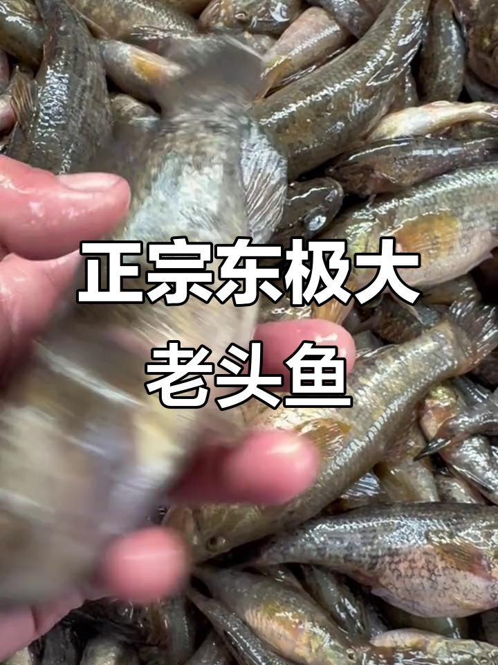 东极抚远特产大老头鱼,肉质鲜美难得一见