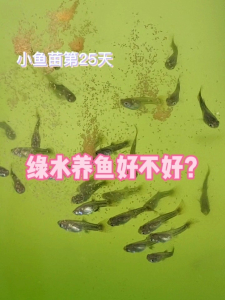 鱼缸水变绿了,绿水养鱼好不好?