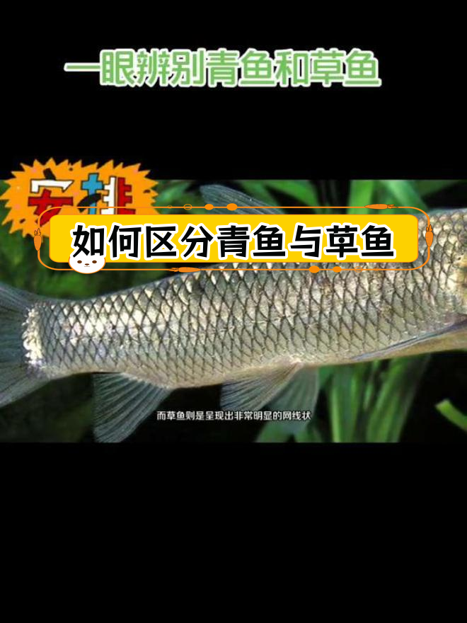 青鱼草鱼的辨别技巧:从颜色、鳞片到生活习性