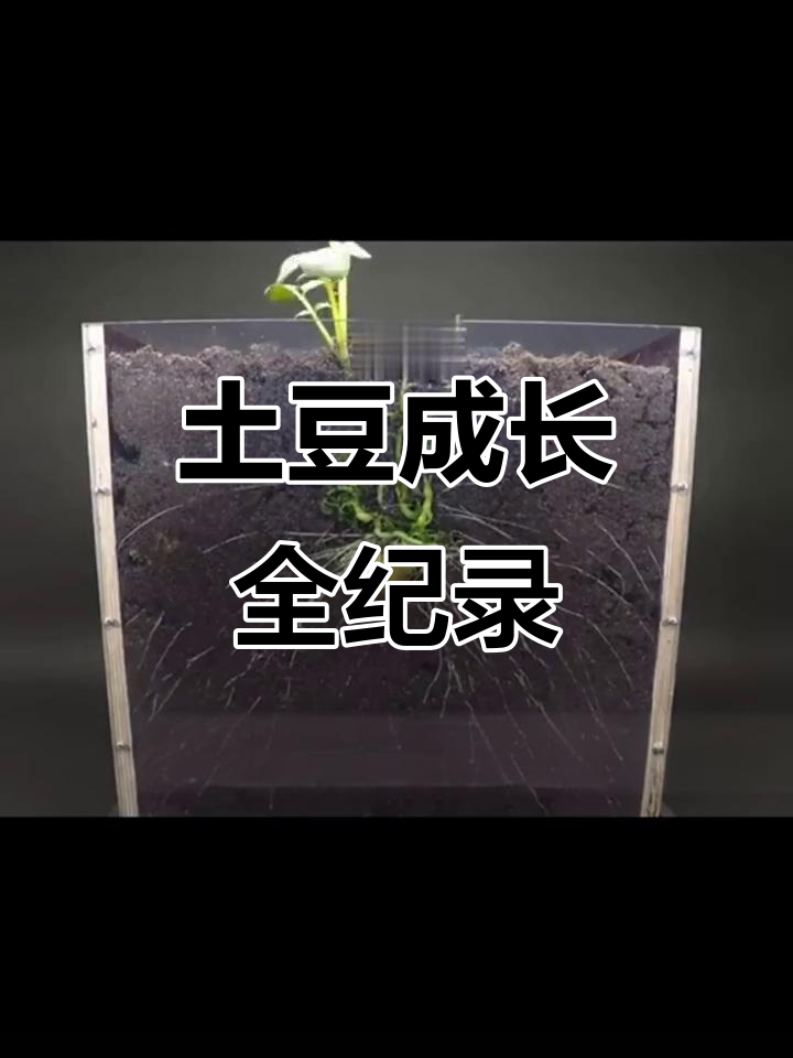 土豆生长全过程揭秘:从种子到小芽再到开花结果