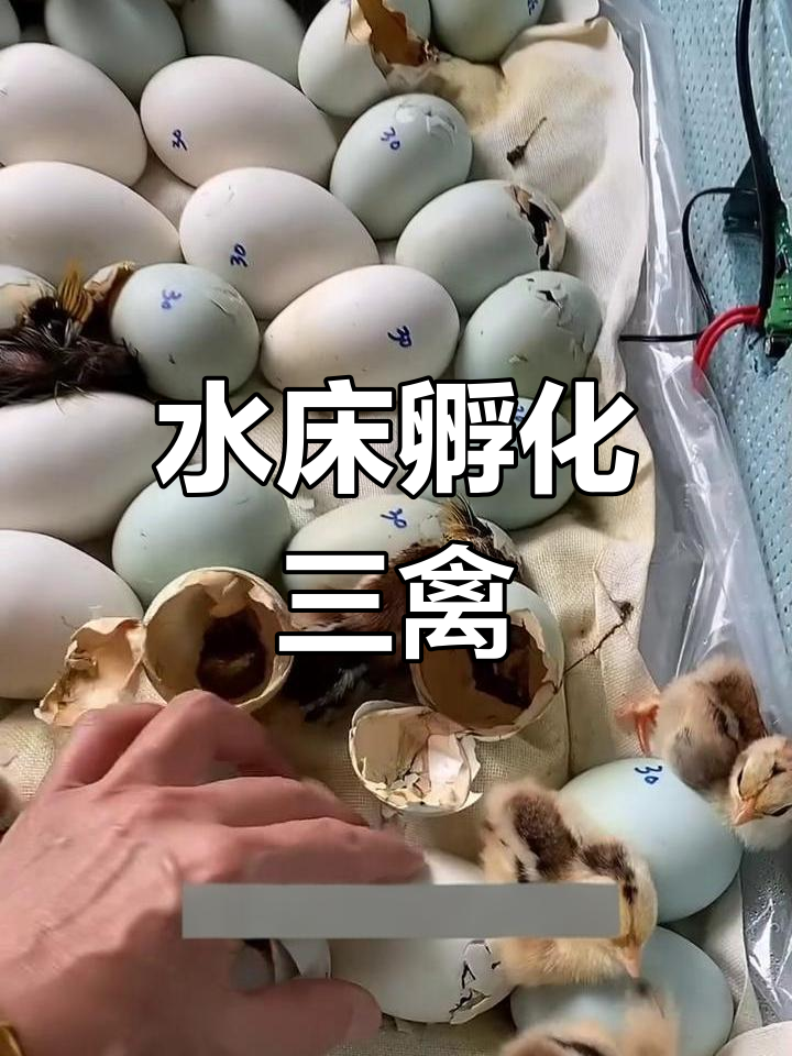 鸡鸭鹅孵化全攻略，水床孵化器让你轻松孵蛋