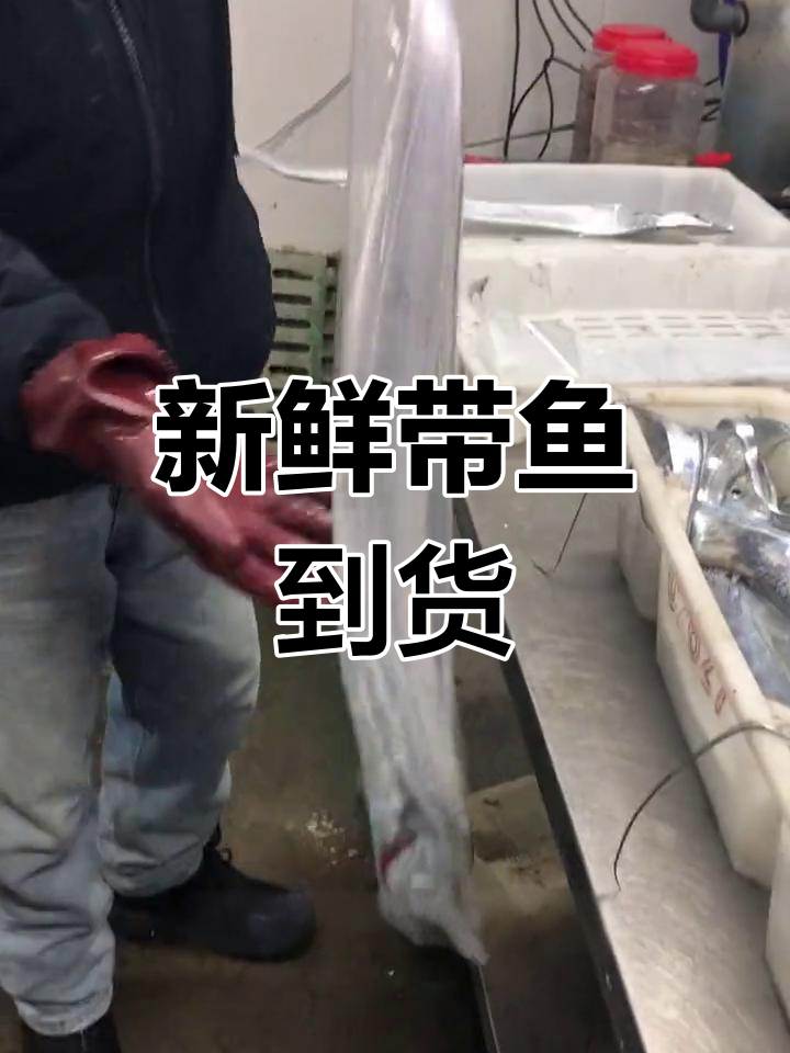 新鲜舟山带鱼到货,肉质鲜美