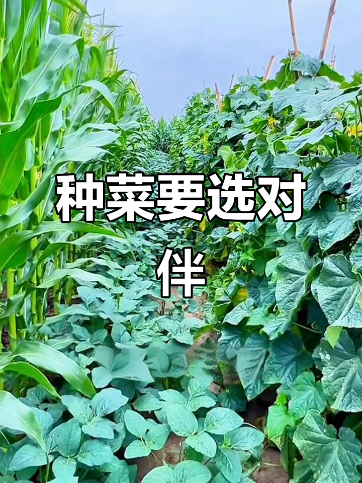蔬菜种植小技巧:配对搭配让作物更健康