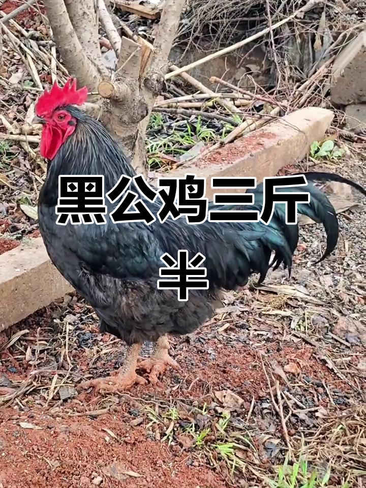 返乡创业养鸡,黑公鸡帅气登场!