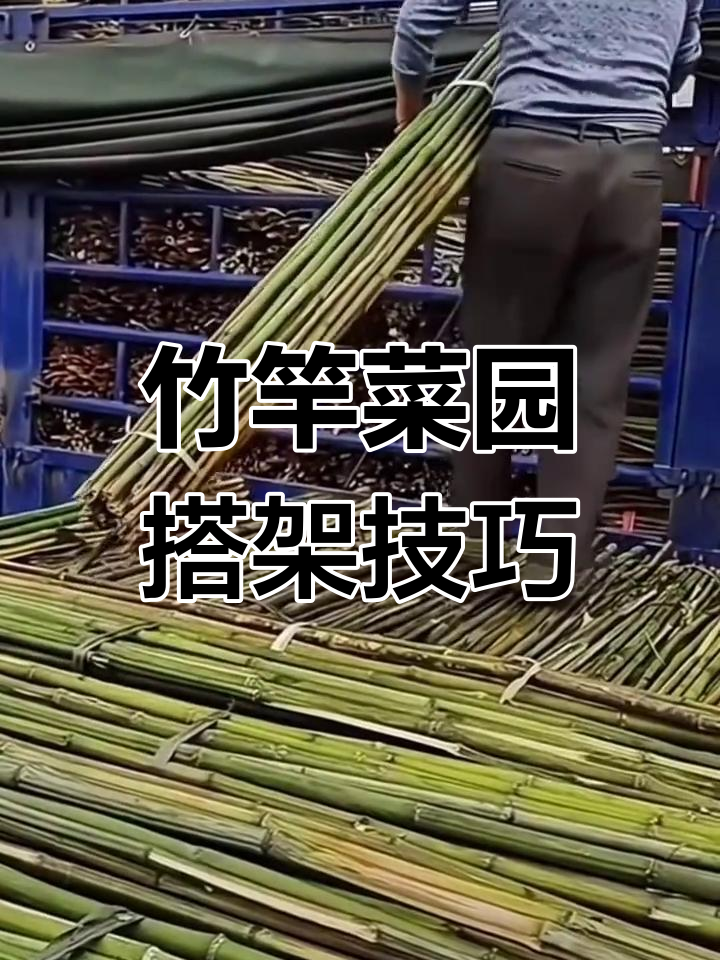 竹竿搭架助力蔬菜丰收,黄瓜番茄豆角轻松攀爬