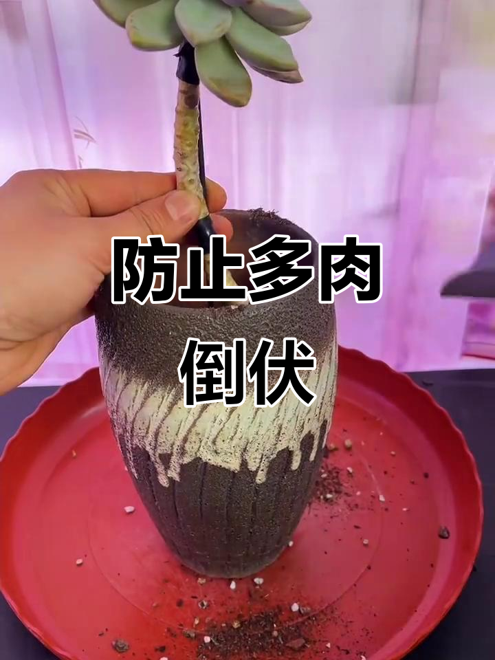 多肉植物倒伏怎么办？教你简单支撑技巧