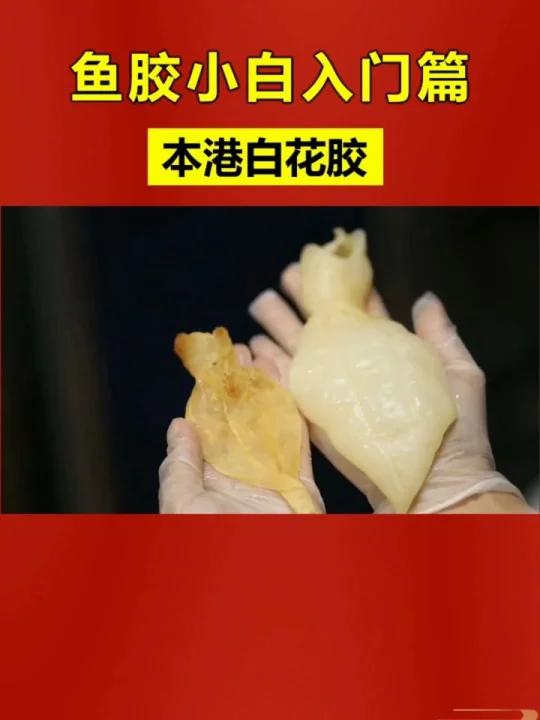 鱼胶科普之本港白花胶