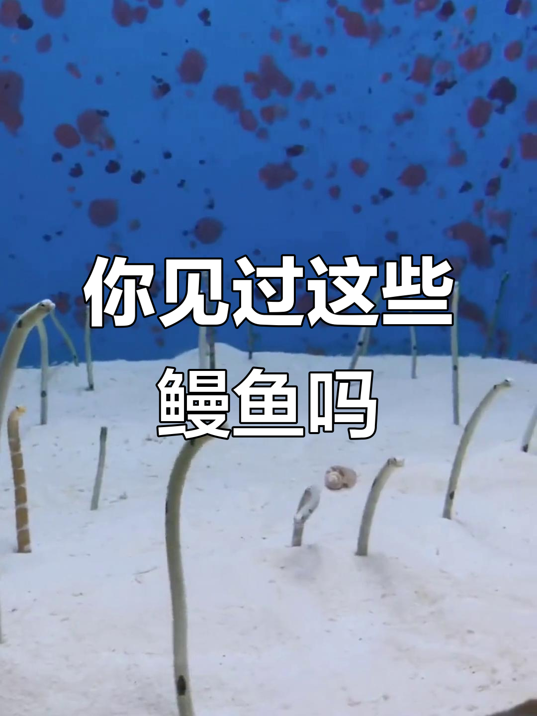 14种神奇鳗鱼，你了解吗？