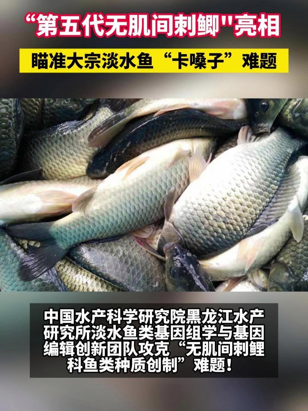 没有“小刺儿”的鲫瓜子,被咱研究出来了!中国水产科学研究院黑龙江水产研究所成功培育“第五代