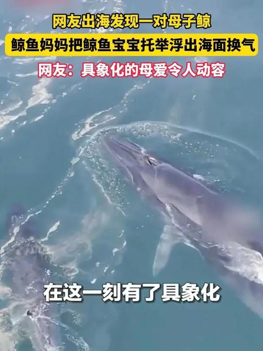 网友出海发现一对母子鲸,鲸鱼妈妈把鲸鱼宝宝托举浮出海面换气 网友出海发现一对母子鲸,鲸鱼妈