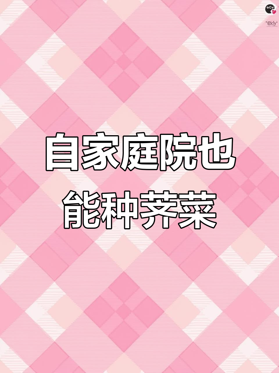 家里种点大叶荠菜,冬天不怕冻死,春天就能吃上新鲜野味