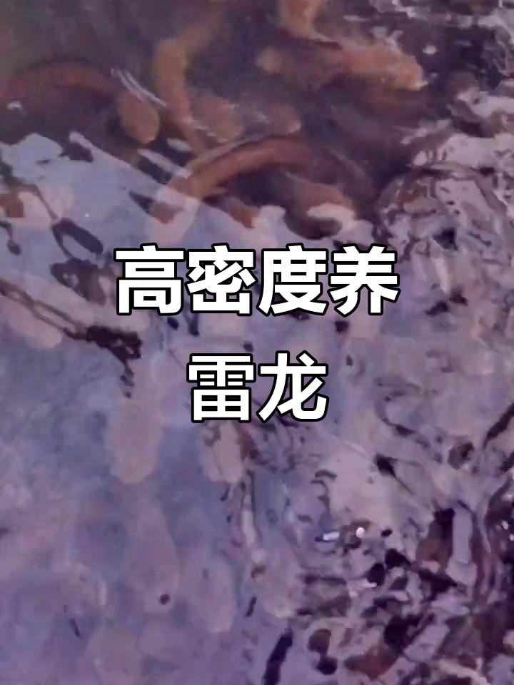 广西养殖雷龙鱼,高密度水族创业记