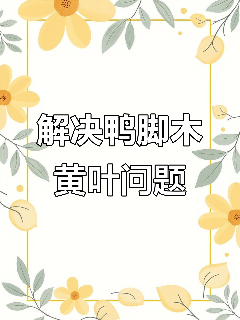 鸭脚木叶片发黄掉落?这些养护技巧帮你解决