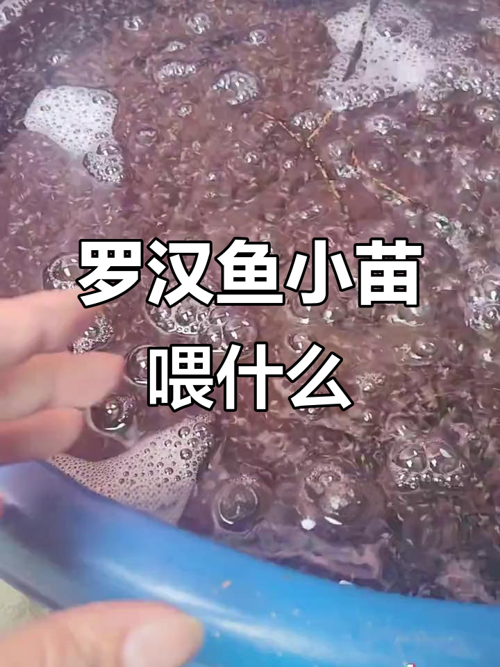 泰国罗汉鱼小苗的饲料与喂养技巧