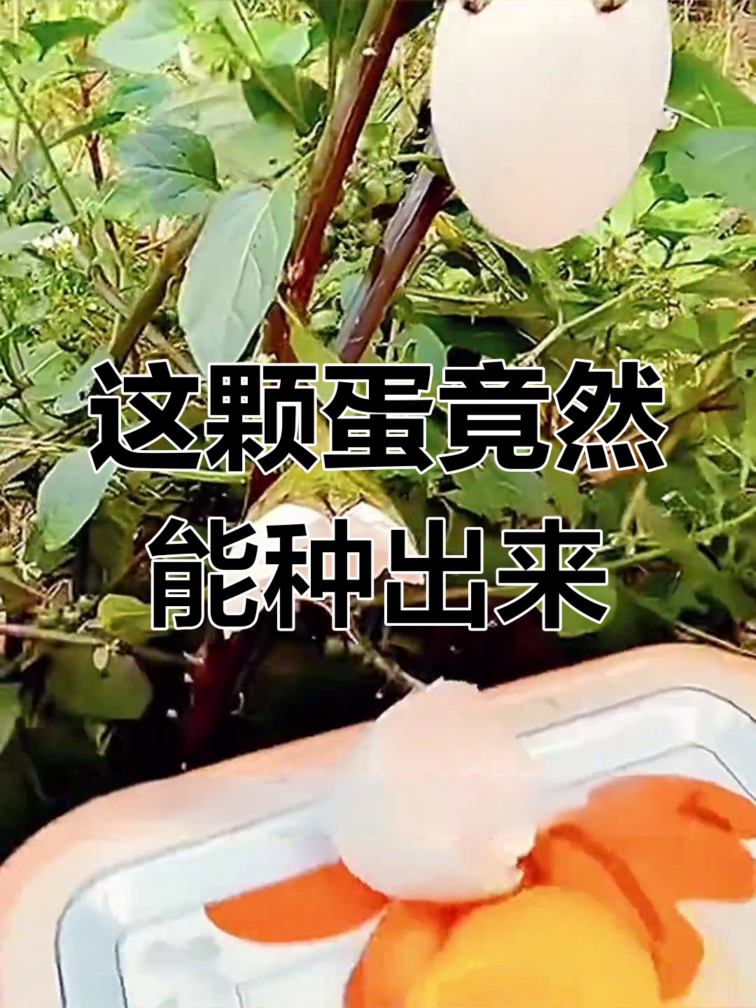 以为是茄子,结果竟然是鸡蛋!种出来的神奇东西让人惊讶