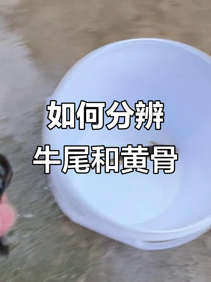 牛尾巴与黄骨鱼如何区分?从尾巴和胡须看不同