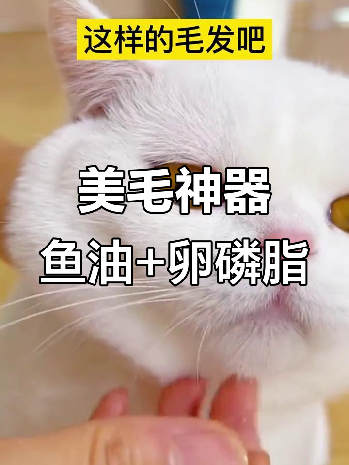 鱼油搭配卵磷脂,猫咪毛发大变样!