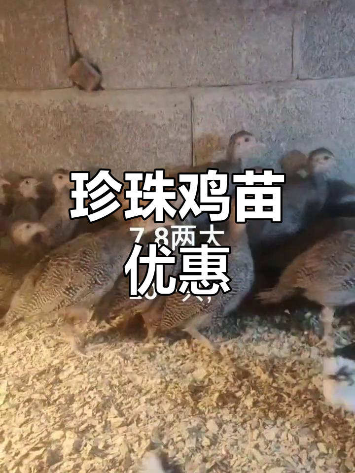 珍珠鸡苗特惠,10只包邮