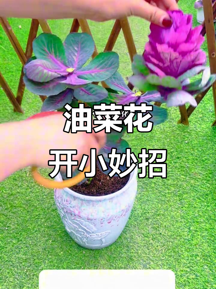 羽衣甘蓝长油菜花?别急,这样做轻松收获更多!