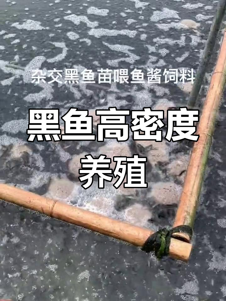 黑鱼养殖简单高效,饲料喂养,十个月轻松收获