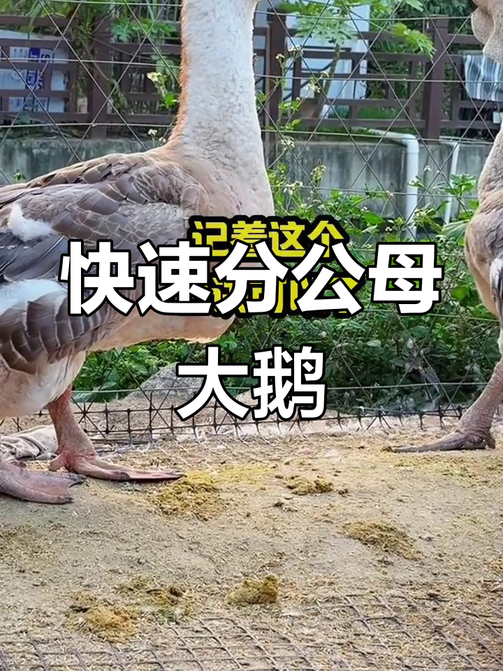 公母大鹅分辨小技巧,记住这几点轻松搞定