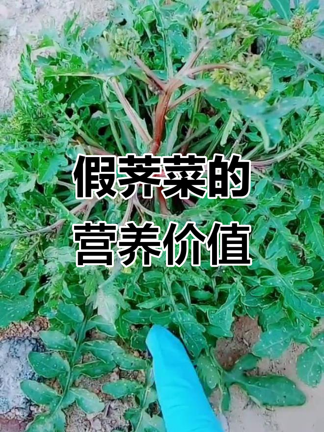 假荠菜：一种像荠菜的草本植物，营养丰富可食用
