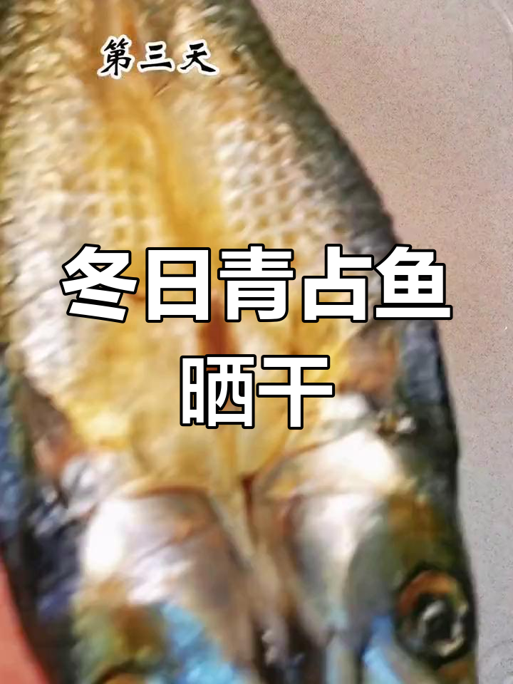 冬季青占鱼油漠,晒成美味下饭的鱼鲞
