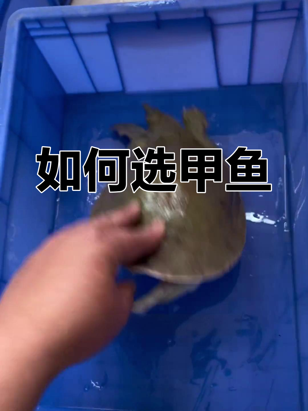 甲鱼挑选技巧大揭秘,如何辨别野生与家养