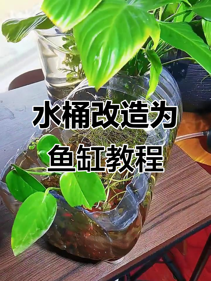 塑料水桶变鱼缸,简单又生态的养鱼方式