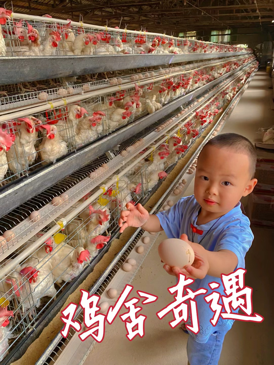 长知识了,原来现代化的鸡舍是这样的