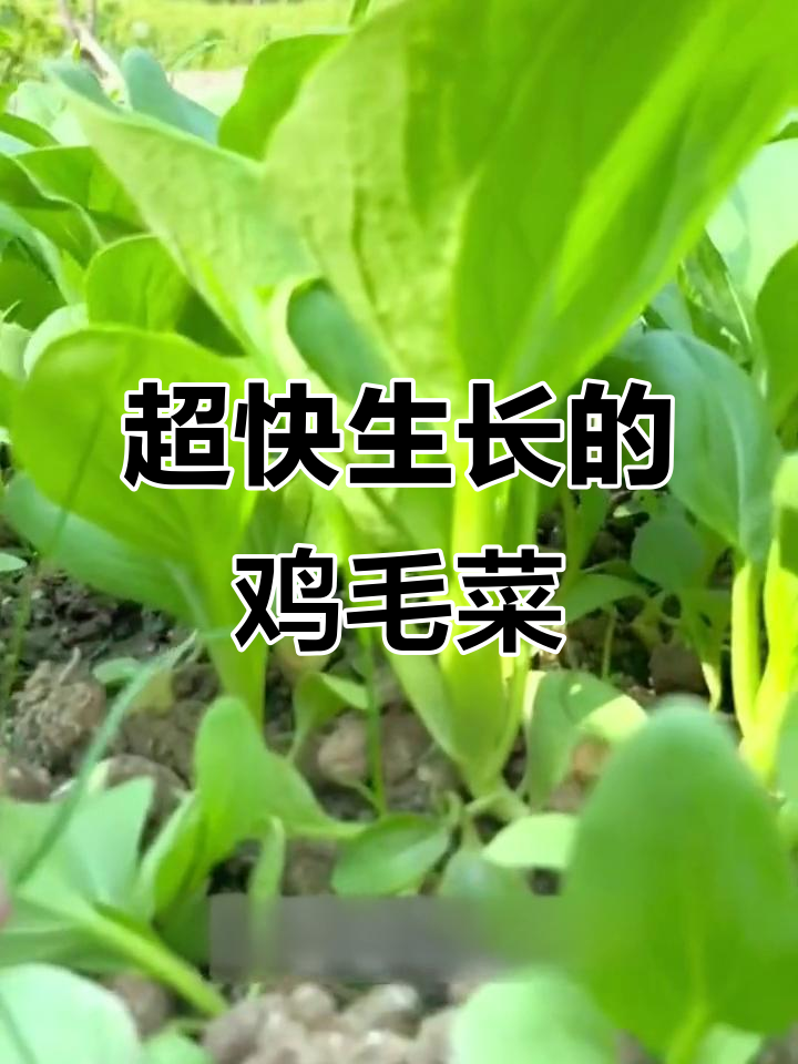 18天就能吃上的鸡毛菜,嫩滑如豆腐,超适合懒人种植