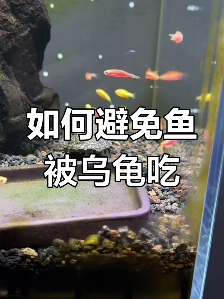 鱼龟混养技巧:如何最大程度减少鱼被吃掉的风险