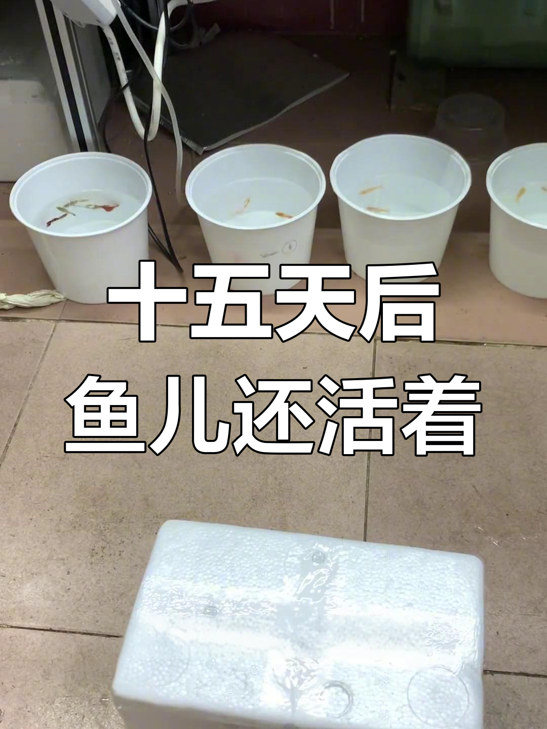 15天快递,孔雀鱼还能活吗?