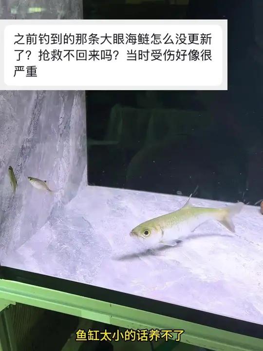 更新一下那条大眼海鲢的后续