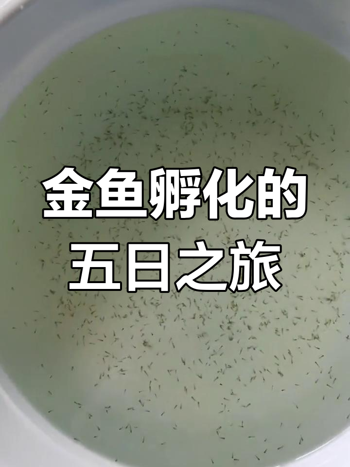 小金鱼孵化全过程,从产卵到开口只需五天
