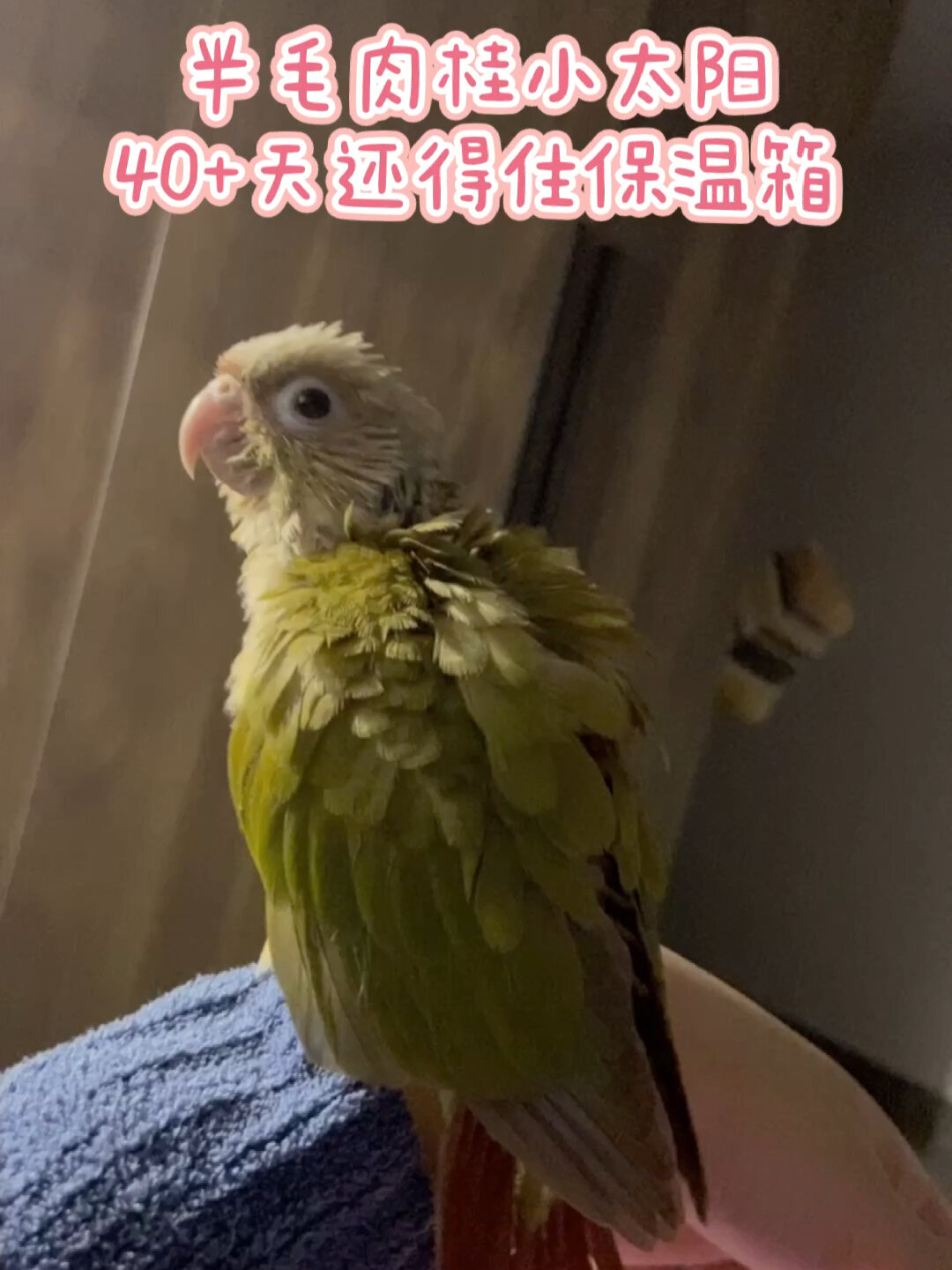 鹦鹉日常|43天肉桂小太阳