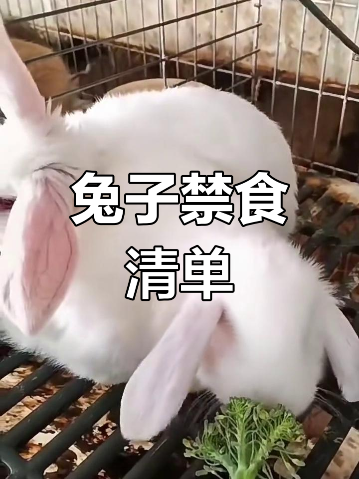 兔子吃了这些食物会中毒死亡,养兔人必看!