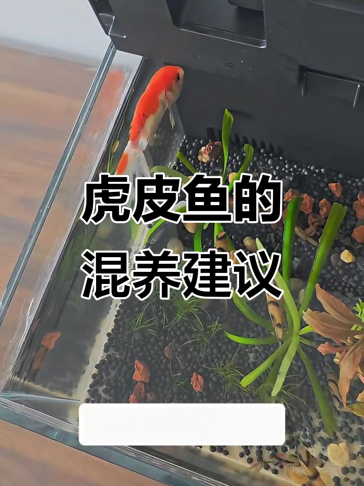 虎皮鱼超好养,定时投食就行!推荐能混养的伙伴小鱼