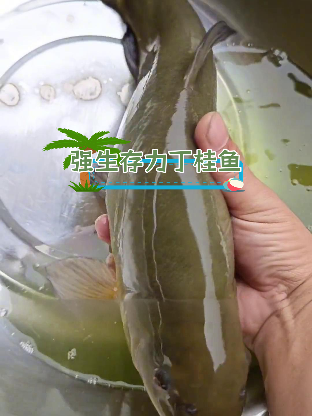 丁桂鱼:治愈系鱼类,南北皆宜养殖