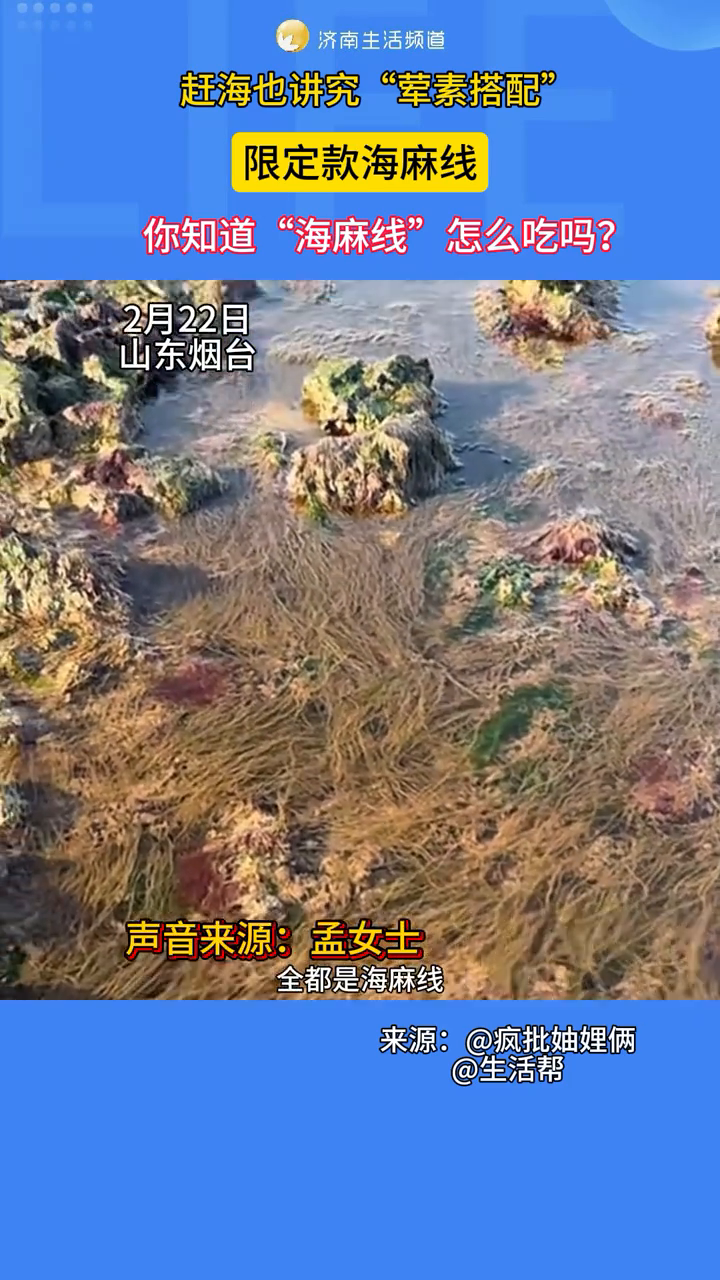 山东烟台:赶海也讲究“荤素搭配” 你知道“海麻线”怎么吃吗?