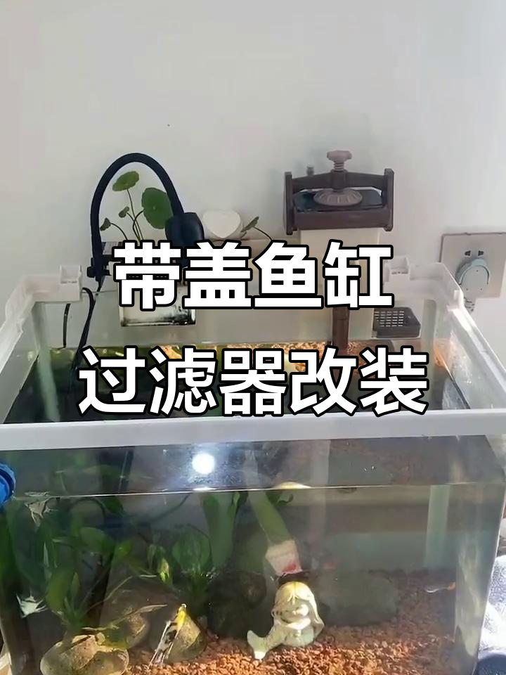 鱼缸过滤改造大揭秘,带盖鱼缸如何变强大