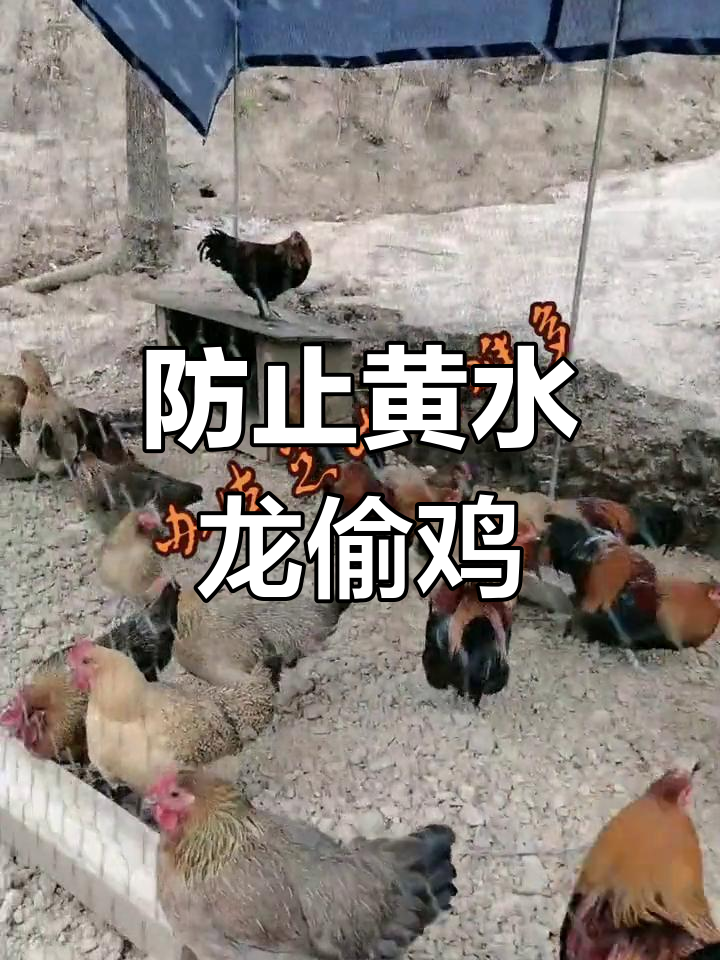 黄鼠狼吃鸡问题如何解决?