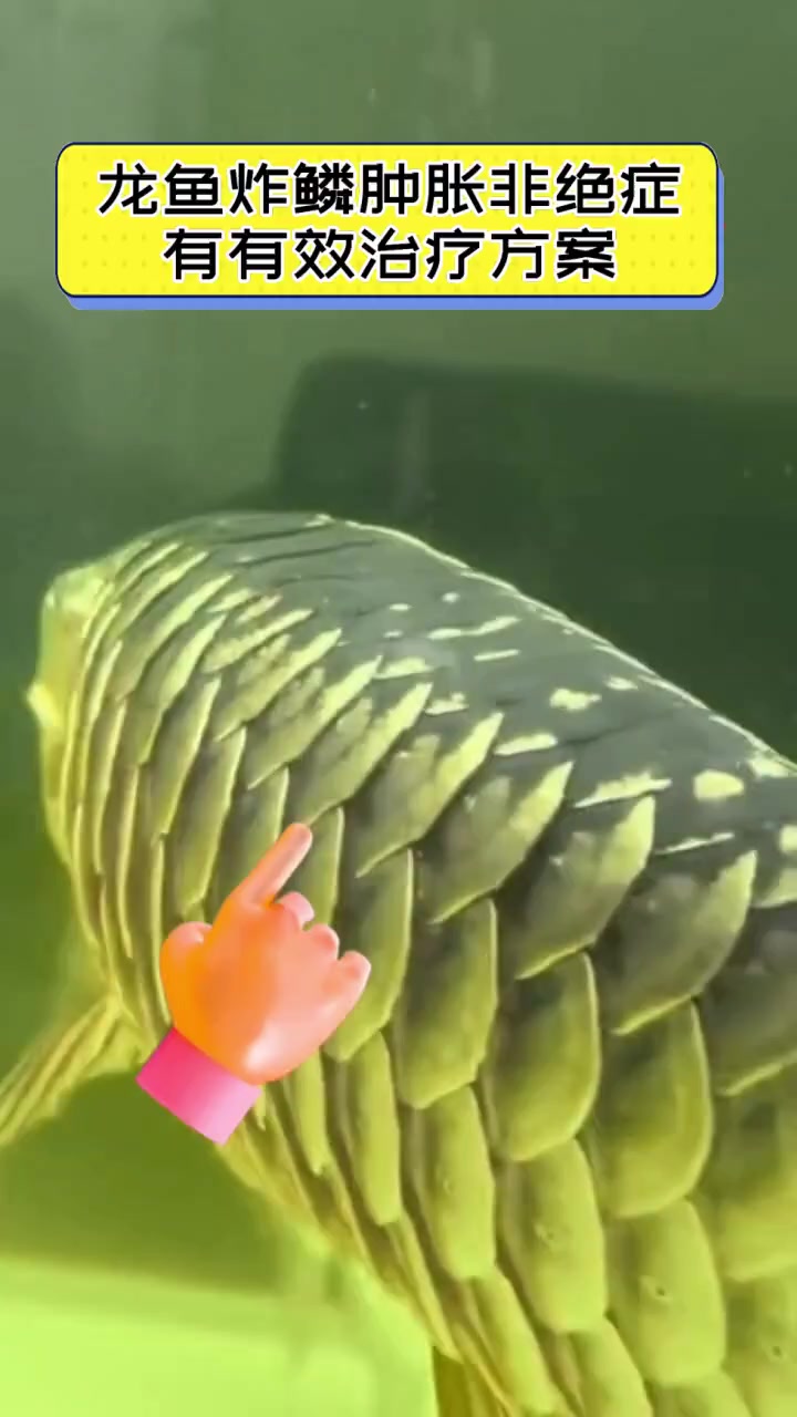 龙鱼炸鳞肿胀非绝症,有有效治疗方案