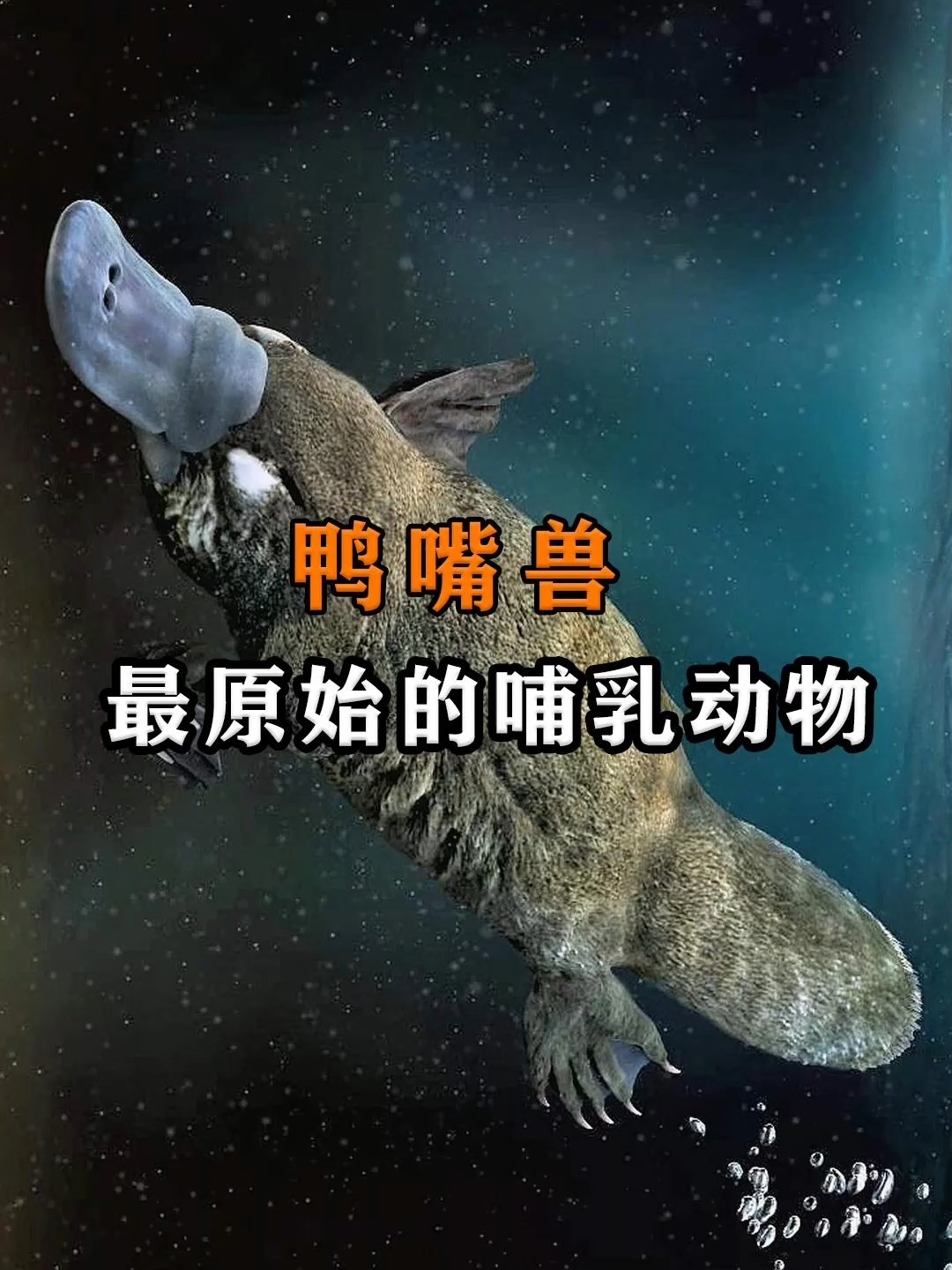 最原始的哺乳动物之一——鸭嘴兽
