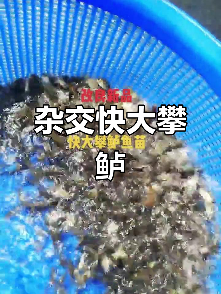 杂交攀鲈鱼苗快速生长，八毛鱼新品种亮相